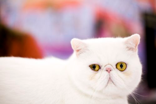 Illustration for article titled Meet Cats With Attitude At Meet The Breeds